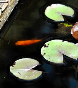 卵からかえり、カワウに狙われにくい池に移されたコイの稚魚＝姫路市本町