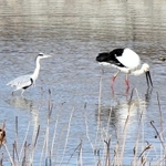 姫路市内のため池に姿を見せたコウノトリとアオサギ。少しずつ距離を縮める姿は初々しいカップルのようにも見える（長谷川隆典教諭提供）