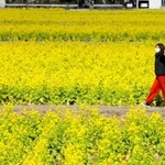２月に入り、見頃を迎えた菜の花畑（撮影・大山伸一郎）＝姫路市夢前町玉田