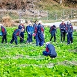 熱心に菜の花を刈り取る東洋大付属姫路高野球部員ら＝姫路市夢前町玉田（実行委提供）