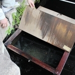 ウシガエルから守る木箱の中でふ化したコイの稚魚＝姫路市本町
