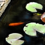 卵からかえり、カワウに狙われにくい池に移されたコイの稚魚＝姫路市本町