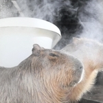 湯気の中で気持ちよさそうに打たせ湯を浴びるカピバラ＝姫路セントラルパーク