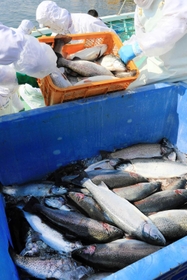続々と水揚げされる「白鷺サーモン」＝姫路市白浜町