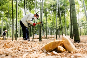 竹林でタケノコを掘り出す地元農家。例年より成長が遅れている＝姫路市西脇
