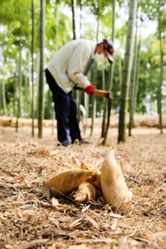 竹林でタケノコを掘り出す地元農家。例年より成長が遅れている＝姫路市西脇
