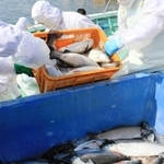 続々と水揚げされる「白鷺サーモン」＝姫路市白浜町