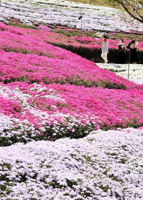 色とりどりに咲き誇るシバザクラ＝姫路市夢前町置本