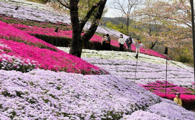 色とりどりに咲き誇るシバザクラ＝姫路市夢前町置本