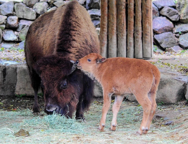 バイソンの赤ちゃんと母のケート＝姫路セントラルパーク
