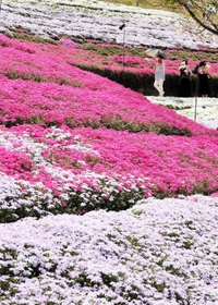 色とりどりに咲き誇るシバザクラ＝姫路市夢前町置本