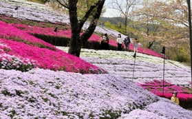 色とりどりに咲き誇るシバザクラ＝姫路市夢前町置本