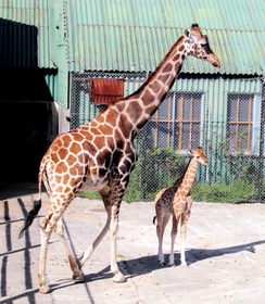 １６日にお披露目されたキリンの赤ちゃんと母ミミ＝姫路セントラルパーク
