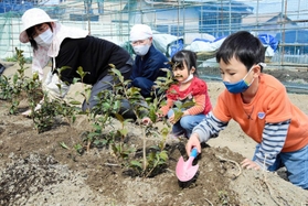 お茶の木を植える「あぼし探茶会」のメンバー＝太子町船代