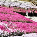 色とりどりに咲き誇るシバザクラ＝姫路市夢前町置本