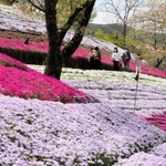 色とりどりに咲き誇るシバザクラ＝姫路市夢前町置本