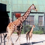 １６日にお披露目されたキリンの赤ちゃんと母ミミ＝姫路セントラルパーク