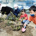 お茶の木を植える「あぼし探茶会」のメンバー＝太子町船代