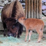 バイソンの赤ちゃんと母のケート＝姫路セントラルパーク
