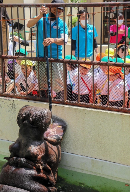 豪快なカバの歯磨きに見入る園児ら＝姫路市立動物園
