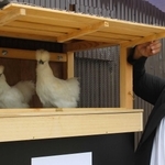 屋外にあるケージにはニワトリがいる＝県内