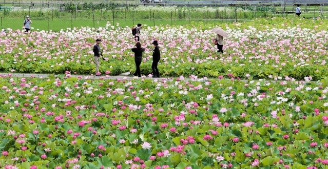 ６品種の花が見頃を迎え始めたハス園＝姫路市夢前町置本