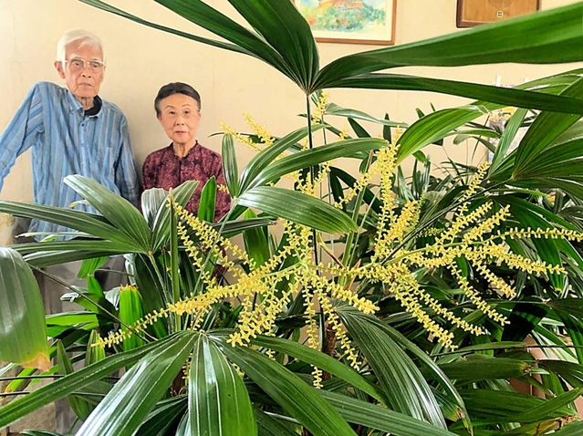 吉田さん夫妻が育て、初めて花を咲かせたカンノンチク＝姫路市飾磨区山崎