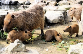 カピバラの赤ちゃんと母親のコウチャ＝姫路市豊富町神谷