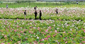 ６品種の花が見頃を迎え始めたハス園＝姫路市夢前町置本