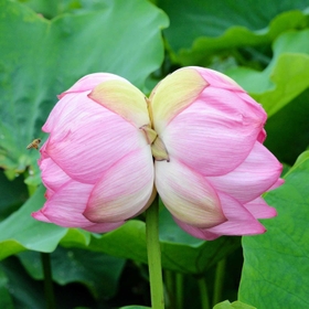 ２０２０年７月に見つかった双頭蓮（ヤマサ蒲鉾提供）＝姫路市夢前町置本