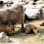 カピバラの赤ちゃんと母親のコウチャ＝姫路市豊富町神谷