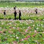 ６品種の花が見頃を迎え始めたハス園＝姫路市夢前町置本