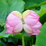 ２０２０年７月に見つかった双頭蓮（ヤマサ蒲鉾提供）＝姫路市夢前町置本