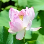 ２０２１年７月に見つかった並てい蓮（ヤマサ蒲鉾提供）＝姫路市夢前町置本