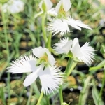 空を舞うシラサギに似たサギソウの花