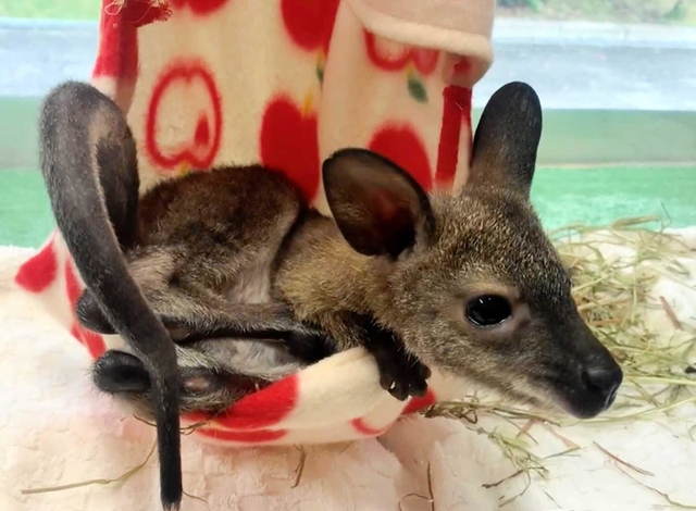 袋の中ですくすく育つワラビーの赤ちゃん＝姫路市豊富町神谷