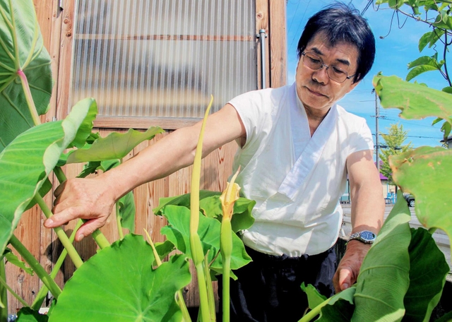 都倉義直さんのプランターで開花したサトイモ＝姫路市飾磨区構２