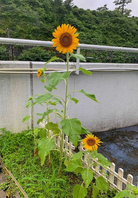 鳥羽水族館で花を付けた「姫子のヒマワリ」＝同館提供