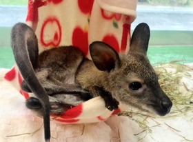 袋の中ですくすく育つワラビーの赤ちゃん＝姫路市豊富町神谷