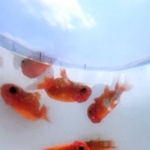 夏空の下で水中を気持ちよさげに泳ぐ金魚「逸姫らんちゅう」＝姫路市余部区上余部