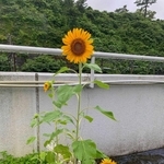 鳥羽水族館で花を付けた「姫子のヒマワリ」＝同館提供