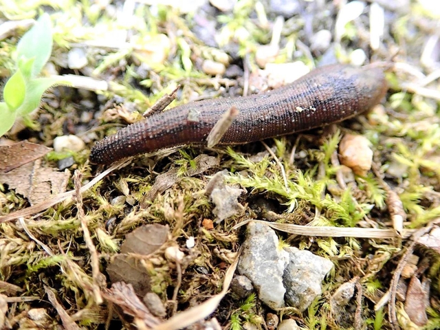 姫路市内で生息域を広げているヤマビル（市環境政策室提供）