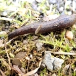 姫路市内で生息域を広げているヤマビル（市環境政策室提供）