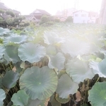 茎は人の背丈を超えて葉も大きく育った＝姫路市大津区勘兵衛町