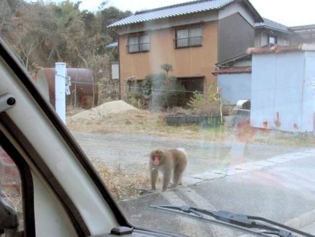 ２０１９年１１月、姫路市林田町に出没したサル。今回は突如、市中心部に現れた（住民提供）