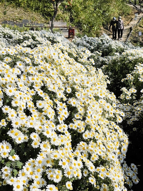 潮風と日差しを受けて咲き誇るノジギク＝姫路市大塩町
