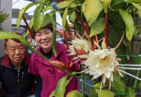 夜の「美人」がなぜ朝に？純白の花2輪が開花 15年丹精続けた夫婦