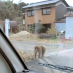 ２０１９年１１月、姫路市林田町に出没したサル。今回は突如、市中心部に現れた（住民提供）