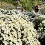 潮風と日差しを受けて咲き誇るノジギク＝姫路市大塩町