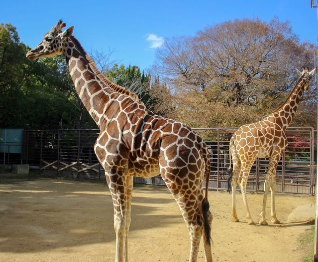 キリンも実はウシの仲間。２０２０年と２１年の引き継ぎ式に登場した＝姫路市立動物園